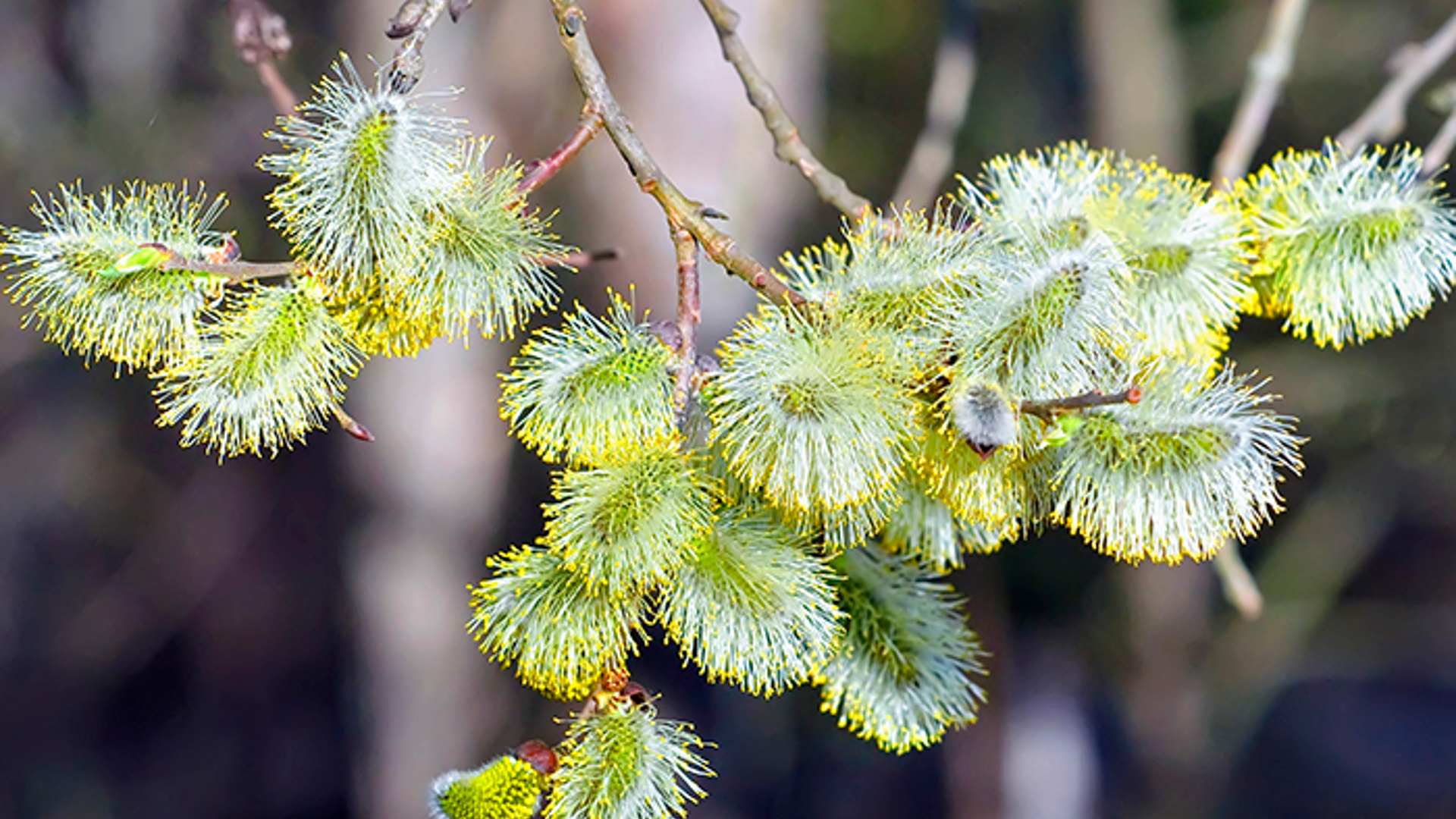 Metsä turvaa Suomen metsiä - säästää harvoin esiintyvät lehtipuut puunhankinnassa