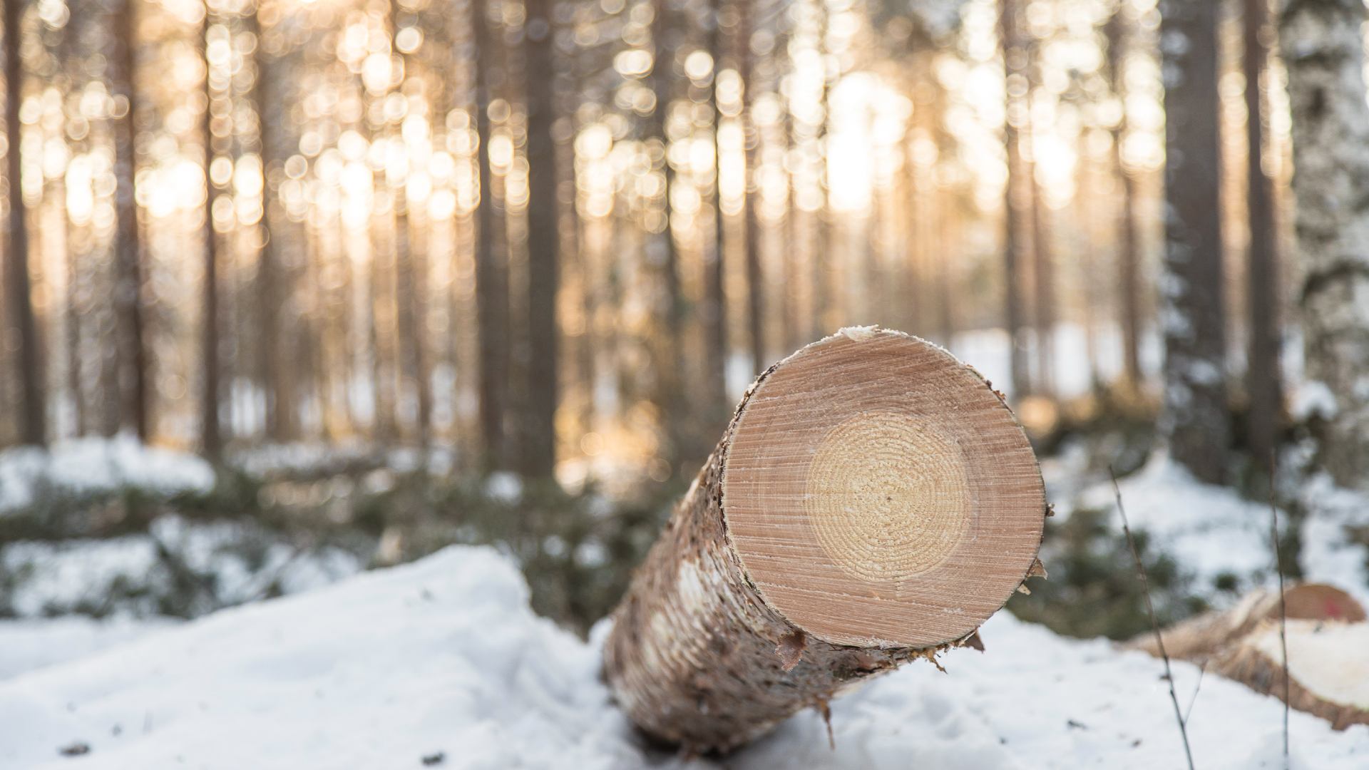 Stora Enso kannustaa suomalaisia metsänomistajia harvennushakkuisiin